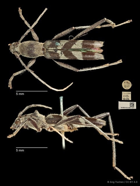 Demonax tipularius•&copy; Ang Yuchen•CC BY 4.0