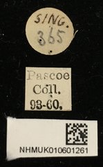 Demonax tipularius•All Rights ReservedMuseum Label