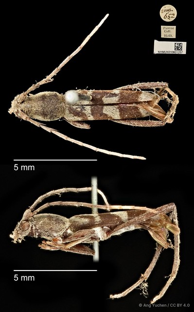 Demonax viverra•&copy; Ang Yuchen•CC BY 4.0