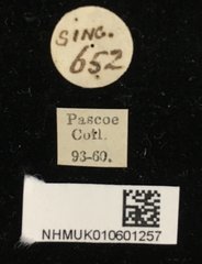 Demonax viverra•All Rights ReservedMuseum Label