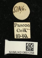 Demonax viverra•All Rights ReservedMuseum Label