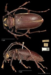 Dorysthenes (Paraphrus) planicollis•&copy; Ang Yuchen•CC BY 4.0