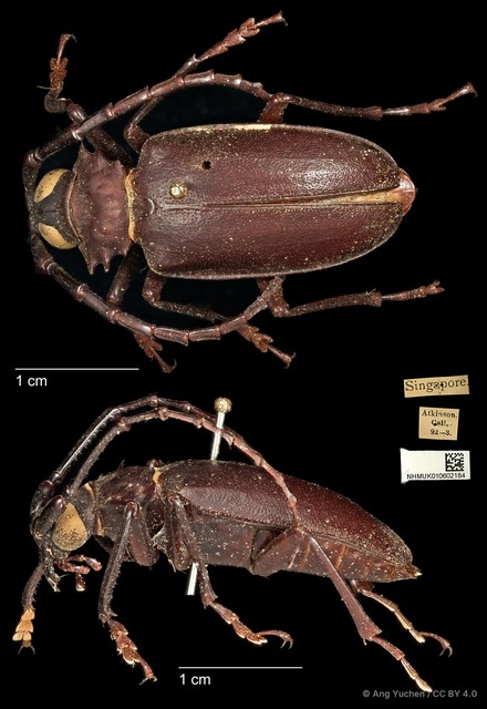 Dorysthenes (Paraphrus) planicollis•&copy; Ang Yuchen•CC BY 4.0