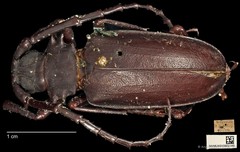 Dorysthenes (Paraphrus) planicollis•&copy; Ang Yuchen•CC BY 4.0