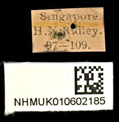 Dorysthenes (Paraphrus) planicollis•All Rights ReservedMuseum Label