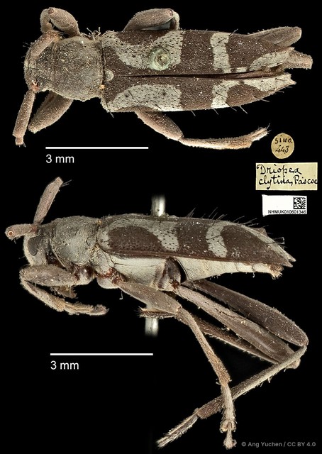 Driopea (Driopea) clytina•&copy; Ang Yuchen•CC BY 4.0