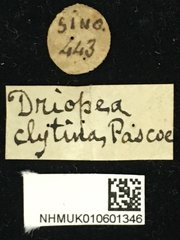 Driopea (Driopea) clytina•All Rights ReservedMuseum Label