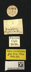 Driopea (Driopea) clytina•All Rights ReservedMuseum Label
