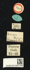 Driopea (Driopea) clytina•All Rights ReservedMuseum Label