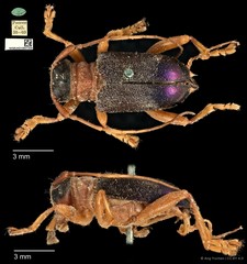 Entelopes glauca•&copy; Ang Yuchen•CC BY 4.0