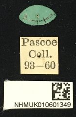 Entelopes glauca•All Rights ReservedMuseum Label
