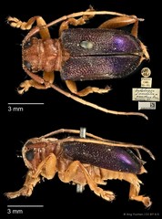 Entelopes glauca•&copy; Ang Yuchen•CC BY 4.0