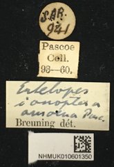 Entelopes glauca•All Rights ReservedMuseum Label