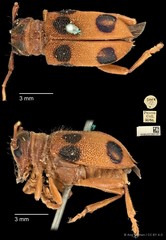 Entelopes glauca•&copy; Ang Yuchen•CC BY 4.0
