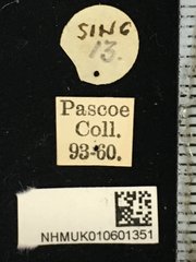 Entelopes glauca•All Rights ReservedMuseum Label