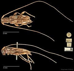 Eoporis (Eoporis) elegans•&copy; Ang Yuchen•CC BY 4.0