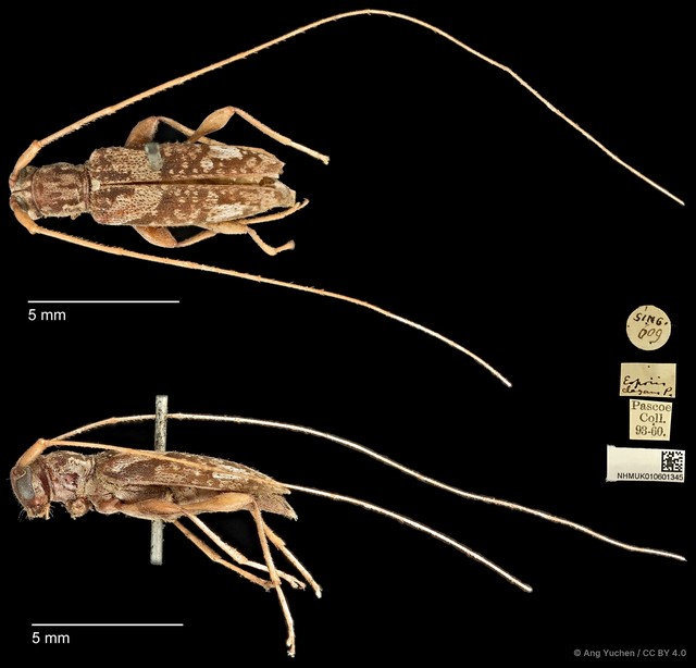 Eoporis (Eoporis) elegans•&copy; Ang Yuchen•CC BY 4.0