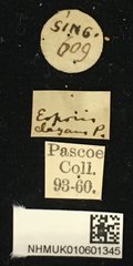 Eoporis (Eoporis) elegans•All Rights ReservedMuseum Label
