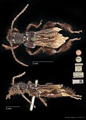 Epania brevipennis•&copy; Ang Yuchen•CC BY 4.0