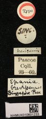 Epania brevipennis•All Rights ReservedMuseum Label