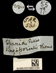 Epania singaporensis•All Rights ReservedMuseum Label