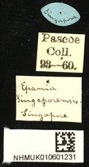 Epania singaporensis•All Rights ReservedMuseum Label
