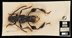 Epania singaporensis•&copy; Ang Yuchen•CC BY 4.0