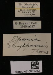 Epania singaporensis•All Rights ReservedMuseum Label