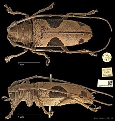 Epepeotes lateralis•&copy; Ang Yuchen•CC BY 4.0