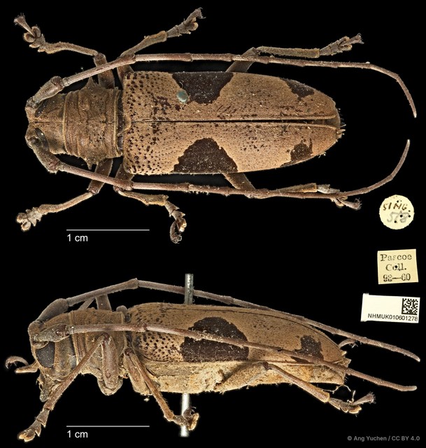 Epepeotes lateralis•&copy; Ang Yuchen•CC BY 4.0