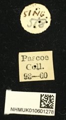 Epepeotes lateralis•All Rights ReservedMuseum Label