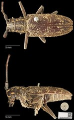 Epepeotes luscus•&copy; Ang Yuchen•CC BY 4.0
