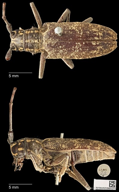 Epepeotes luscus•&copy; Ang Yuchen•CC BY 4.0