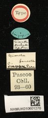 Epianthe funesta•All Rights ReservedMuseum Label