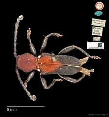 Epipedocera cruentata•&copy; Ang Yuchen•CC BY 4.0