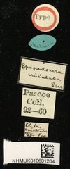 Epipedocera cruentata•All Rights ReservedMuseum Label