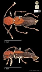Epipedocera cruentata•&copy; Ang Yuchen•CC BY 4.0