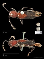 Epipedocera cruentata•&copy; Ang Yuchen•CC BY 4.0