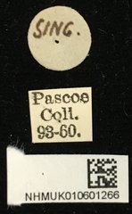 Epipedocera cruentata•All Rights ReservedMuseum Label