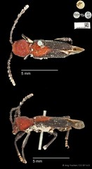 Epipedocera cruentata•&copy; Ang Yuchen•CC BY 4.0