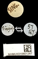 Epipedocera cruentata•All Rights ReservedMuseum Label