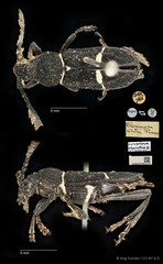 Euryarthrum albocinctum•&copy; Ang Yuchen•CC BY 4.0