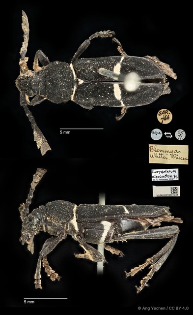 Euryarthrum albocinctum•&copy; Ang Yuchen•CC BY 4.0
