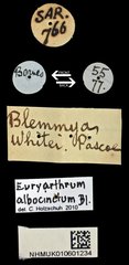 Euryarthrum albocinctum•All Rights ReservedMuseum Label