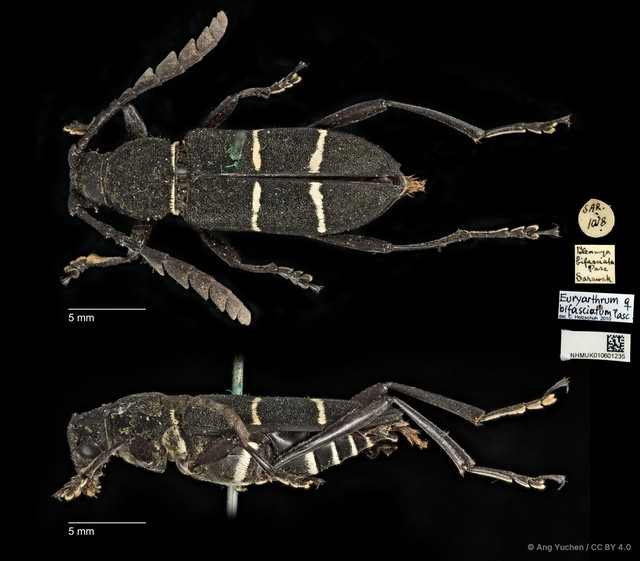 Euryarthrum bifasciatum•&copy; Ang Yuchen•CC BY 4.0