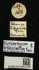 Euryarthrum bifasciatum•All Rights ReservedMuseum Label