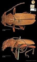 Euryphagus lundii•&copy; Ang Yuchen•CC BY 4.0
