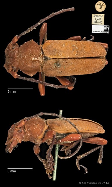 Euryphagus lundii•&copy; Ang Yuchen•CC BY 4.0