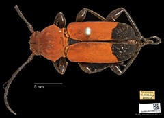 Euryphagus lundii•&copy; Ang Yuchen•CC BY 4.0
