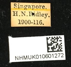 Euryphagus lundii•All Rights ReservedMuseum Label